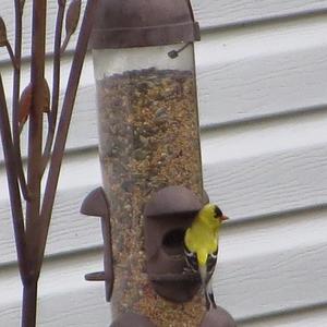 American Goldfinch