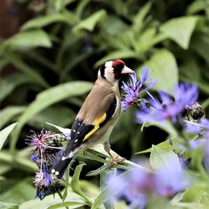 European Goldfinch