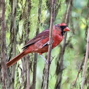 Northern Cardinal