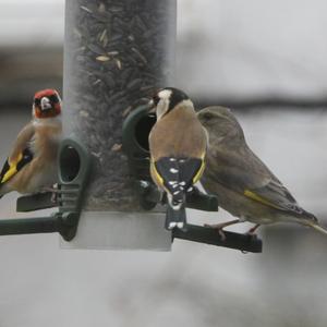 European Greenfinch