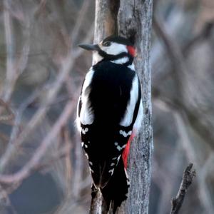 Great Spotted Woodpecker