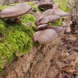 Oyster Mushroom