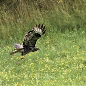 Common Buzzard