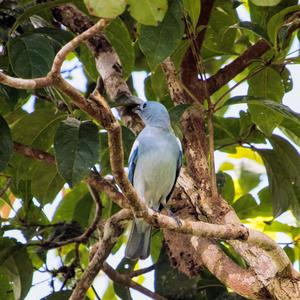 Blue-grey Tanager