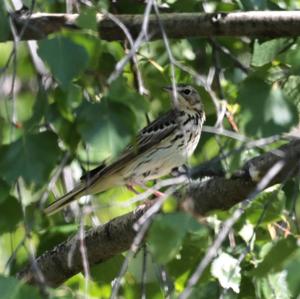 Tree Pipit