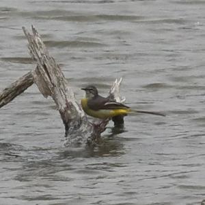 Grey Wagtail