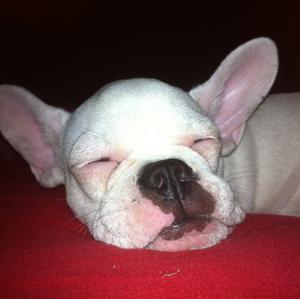 Unknown Breed