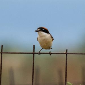 Woodchat Shrike