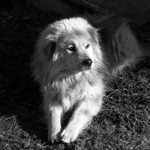 Unknown Breed
