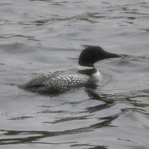 Common Loon