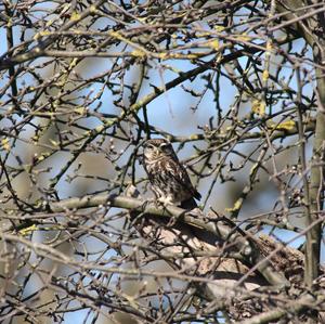 Little Owl