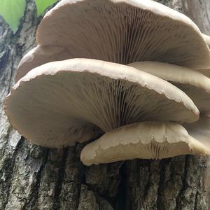 Oyster Mushroom