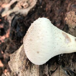 Gem-studded Puffball