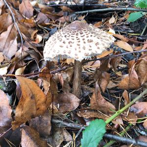 Parasol Mushroom