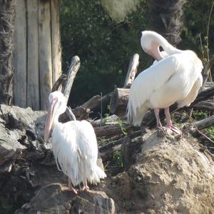 Great White Pelican