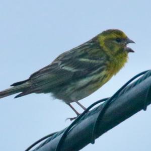 European Serin