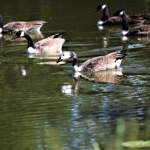 Canada Goose