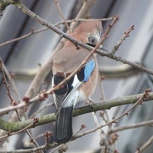 Eurasian Jay