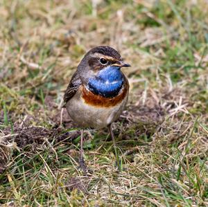 Blaukehlchen