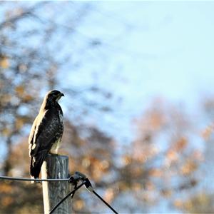 Mäusebussard