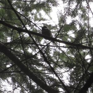 Coal Tit