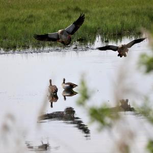 Nilgans