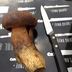 Dotted-stem Bolete