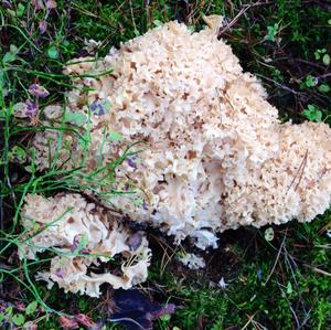 Eastern Cauliflower Mushroom