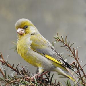 European Greenfinch