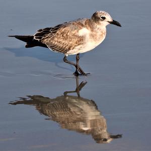 Laughing Gull