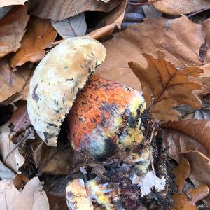 Dotted-stem Bolete