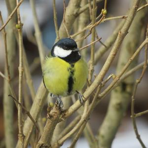 Great Tit