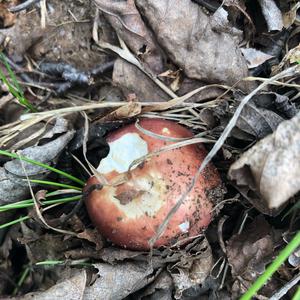 Bare-toothed Russula