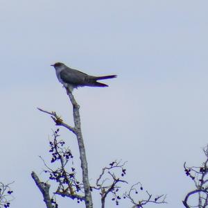 Common Cuckoo