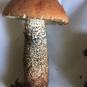 Unknown Species