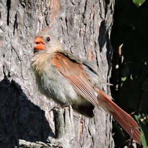 Northern Cardinal