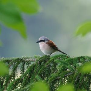 Red-backed Shrike