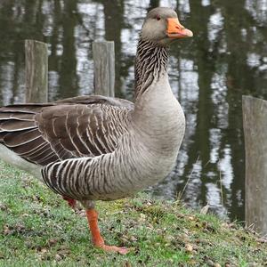 Greylag Goose