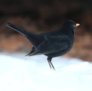 Eurasian Blackbird