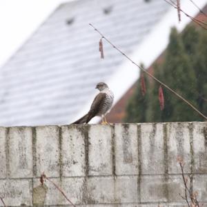 Eurasian Sparrowhawk