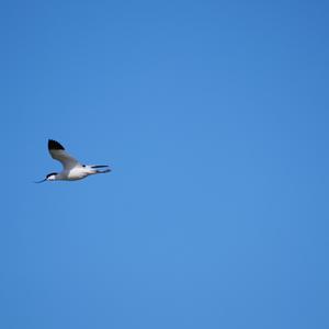 Pied Avocet