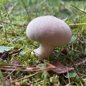 Unknown Species