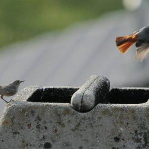 Black Redstart