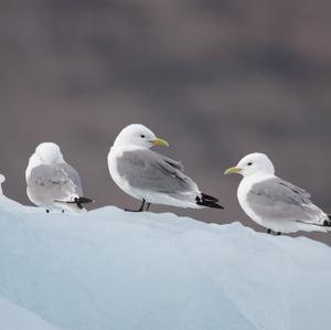 Black-legged Kittiwake