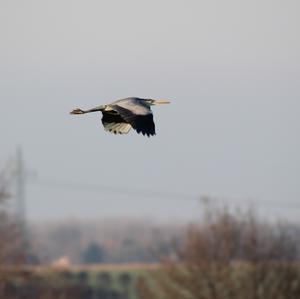 Grey Heron