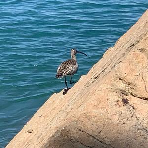 Eurasian Curlew