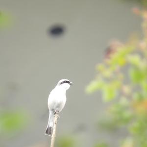 Red-backed Shrike