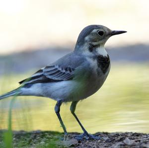 White Wagtail