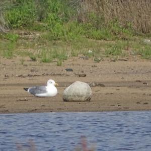 Yellow-legged Gull