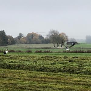 White Stork